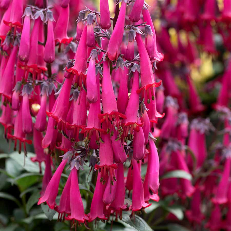 Phygelius COLORBURST™ ‘Rose’ | Creekside Champions™