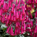 Phygelius COLORBURST™ ‘Rose’ | Creekside Champions™