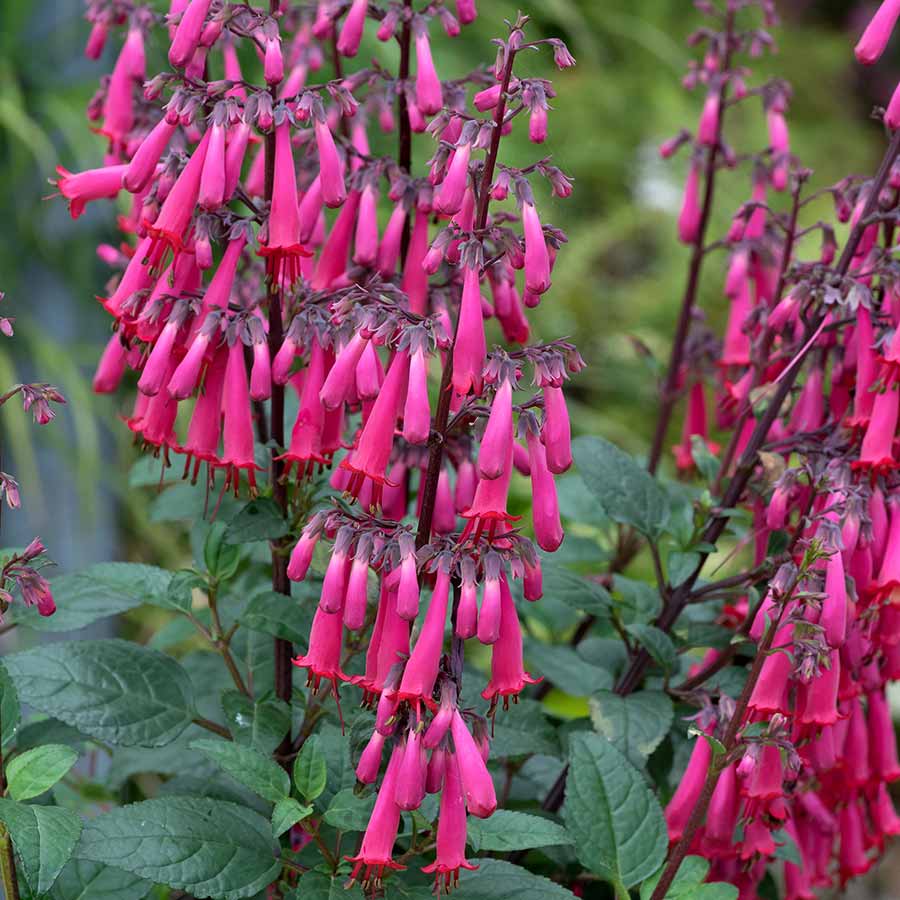 Phygelius COLORBURST™ ‘Rose’ | Creekside Champions™