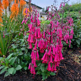 Phygelius COLORBURST™ ‘Rose’ | Creekside Champions™
