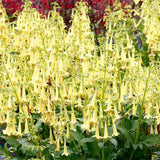 Phygelius COLORBURST™ ‘Yellow’ | Creekside Champions™