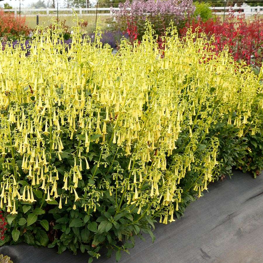 Phygelius COLORBURST™ ‘Yellow’ | Creekside Champions™