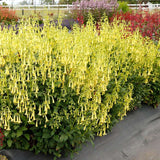 Phygelius COLORBURST™ ‘Yellow’ | Creekside Champions™