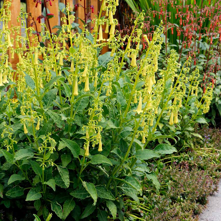 Phygelius COLORBURST™ ‘Yellow’ | Creekside Champions™
