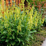 Phygelius COLORBURST™ ‘Yellow’ | Creekside Champions™