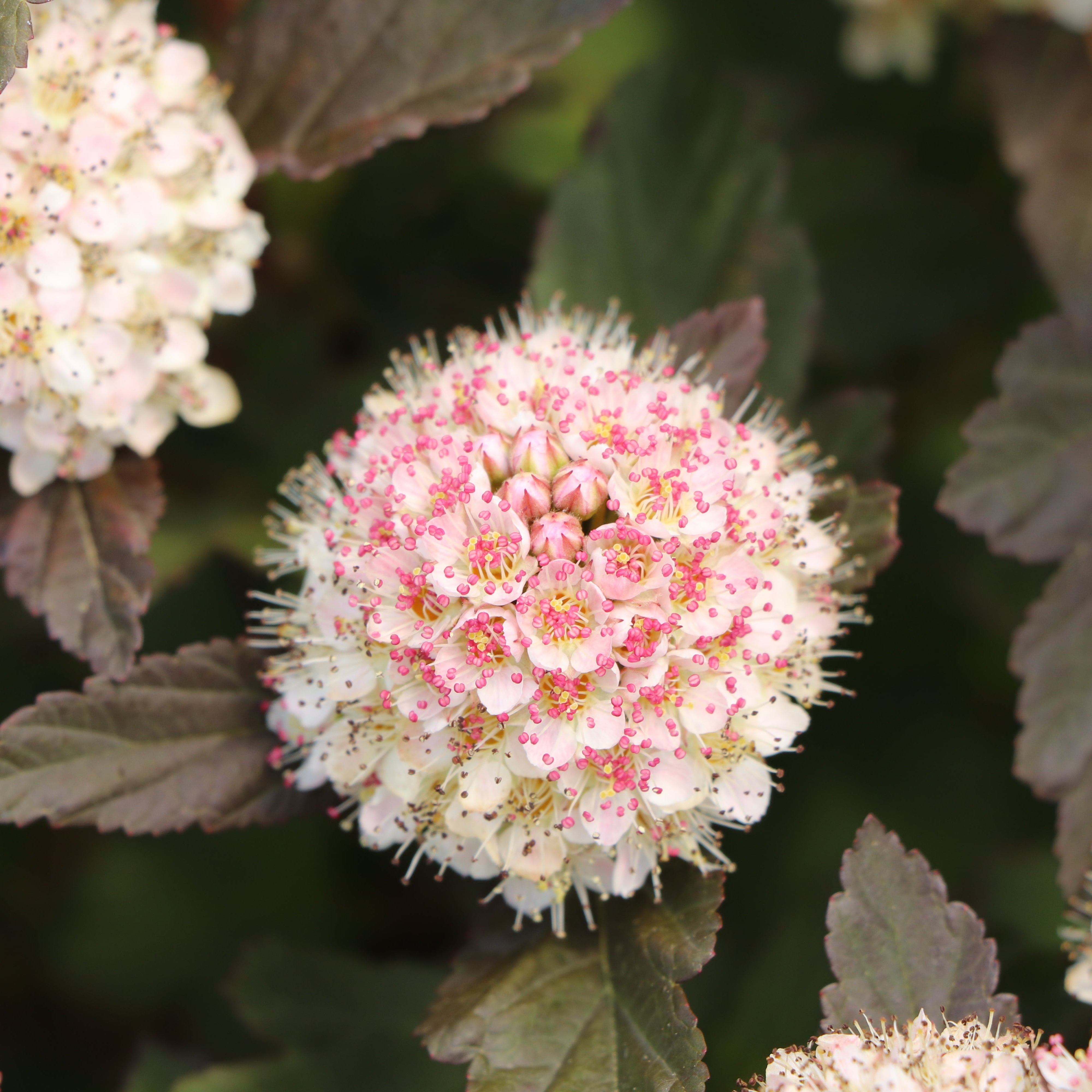 SUMMER WINE® Rosé Ninebark | Proven Winners® – Creekside Nursery, Inc