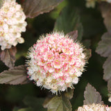 Summer Wine Rosé ninebark shrub with pink foliage in a pot