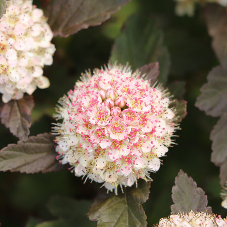 Summer Wine Rosé ninebark shrub with pink foliage in a pot