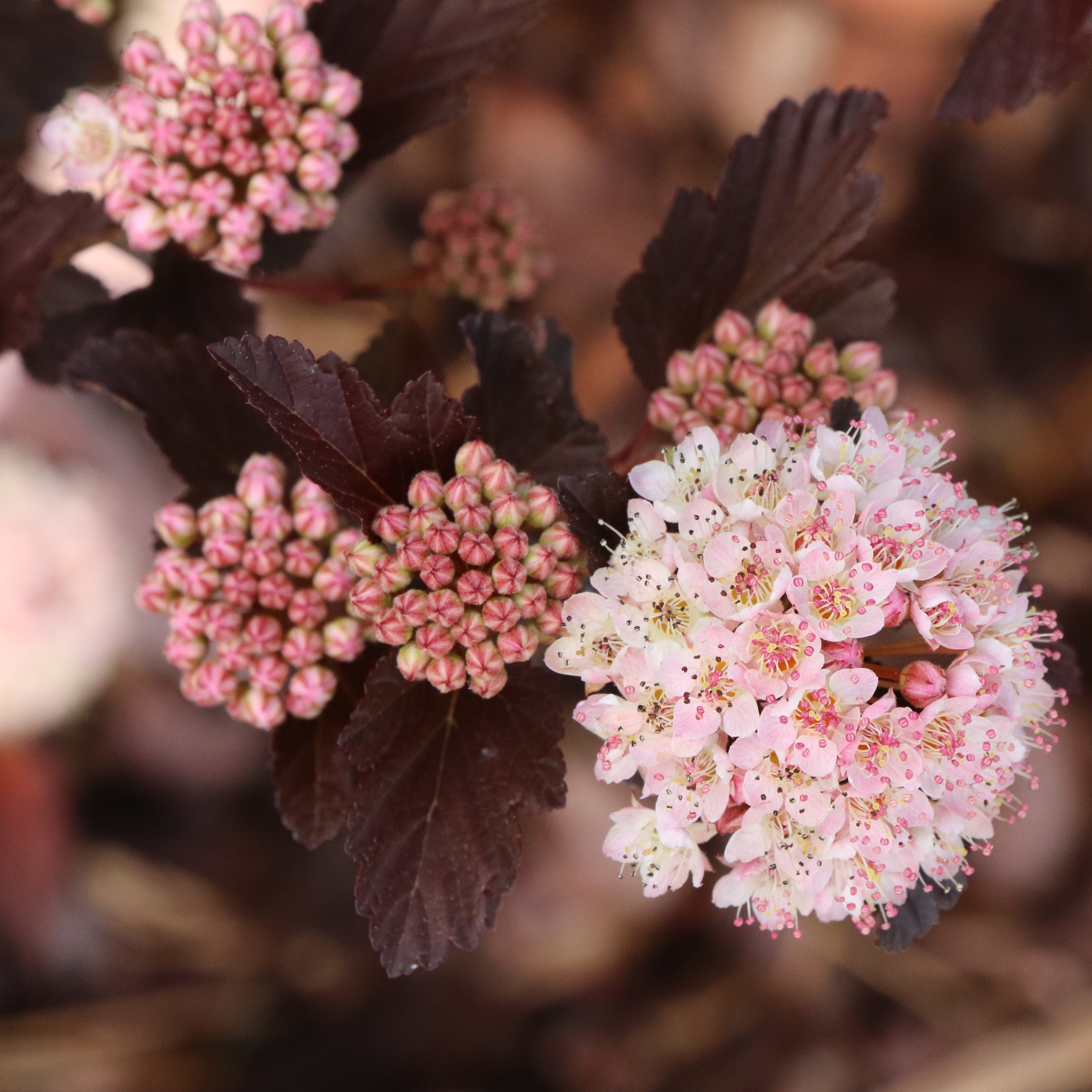Proven Winners Summer Wine Ninebark Shrub - Thumbnail 4