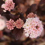 SUMMER WINE Rosé ninebark with pink foliage in a nursery pot