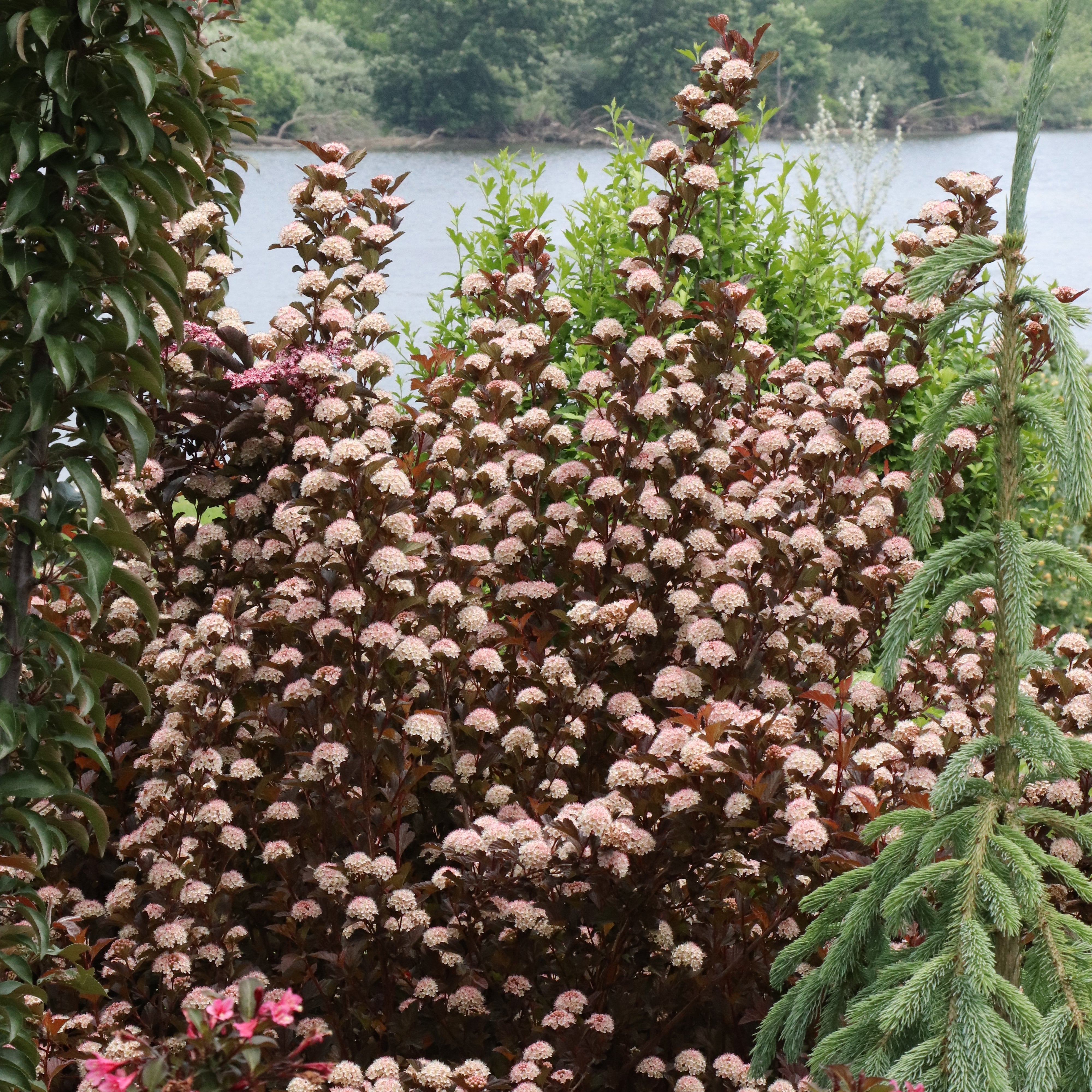Proven Winners Summer Wine Ninebark Shrub - Thumbnail 5