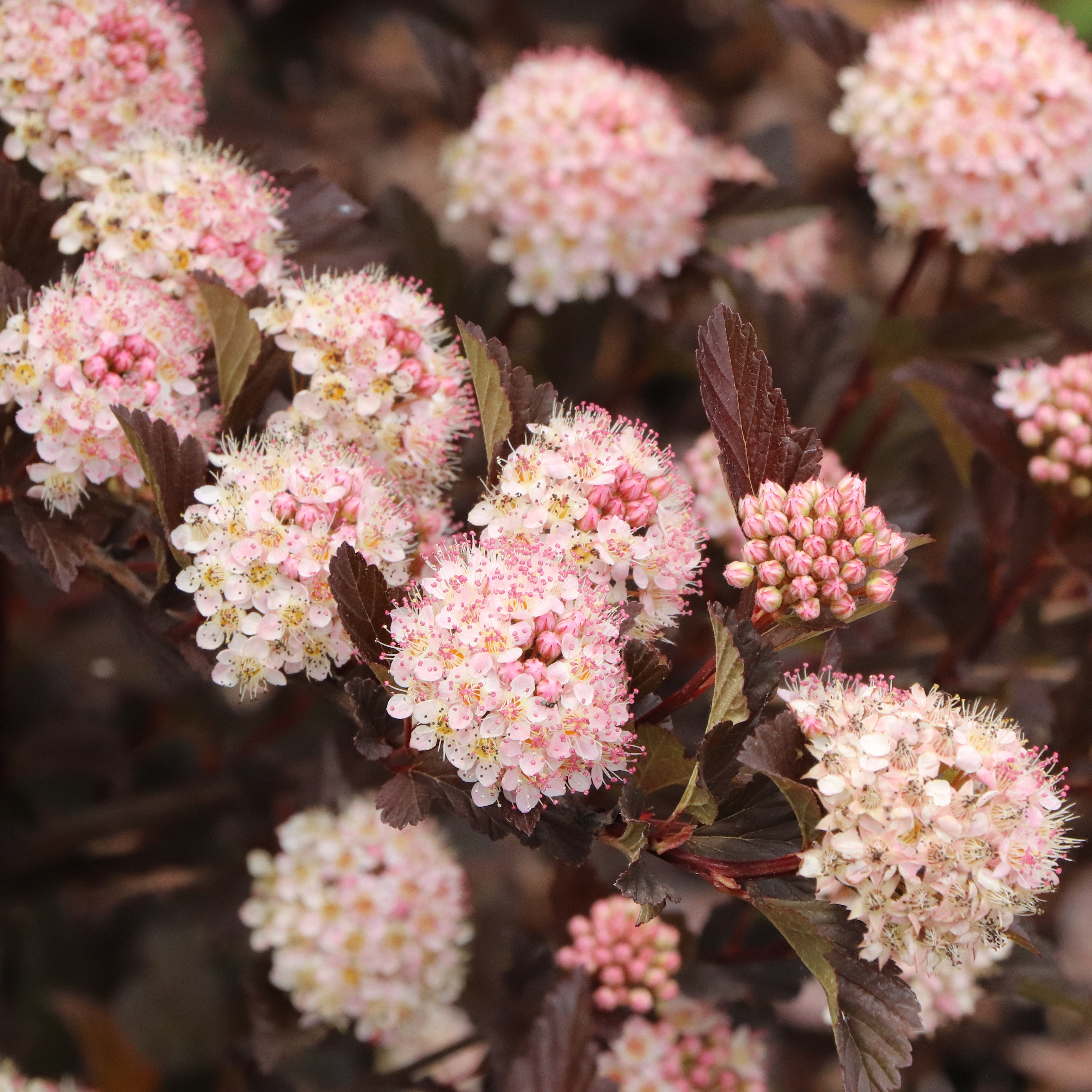 SUMMER WINE® Rosé Ninebark | Proven Winners® – Creekside Nursery, Inc