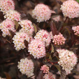 Summer Wine Rosé ninebark in a nursery pot