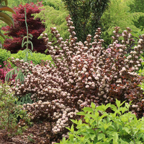 SUMMER WINE® Rosé ninebark in a nursery pot