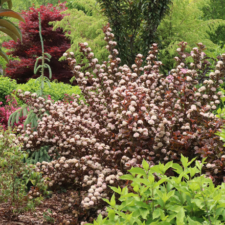 SUMMER WINE® Rosé ninebark in a nursery pot