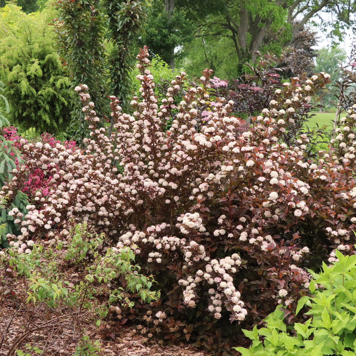 SUMMER WINE® Rosé ninebark with pink leaves in a pot