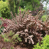 SUMMER WINE® Rosé ninebark with pink leaves in a pot