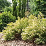 Pickleball ninebark in a nursery pot, green foliage visible