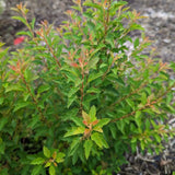 PICKLEBALL™ ninebark in a nursery pot with green foliage