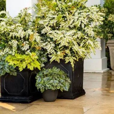 Pieris Mountain Snow in a nursery pot