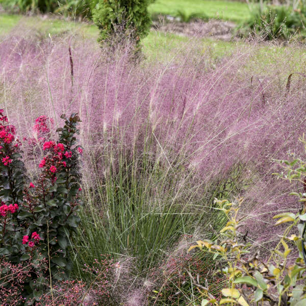 Undaunted muhly grass growing in a nursery pot