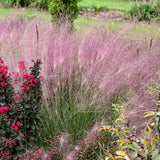 Undaunted muhly grass growing in a nursery pot