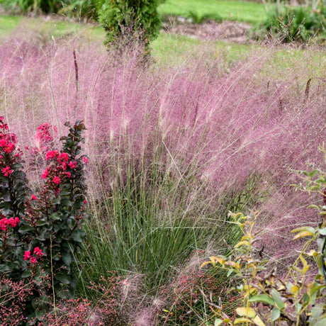 Undaunted muhly grass growing in a nursery pot
