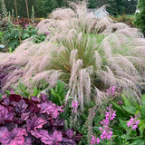 Undaunted muhly grass in a pot, with pink plumes