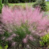 Undaunted® Muhly Grass in a nursery pot