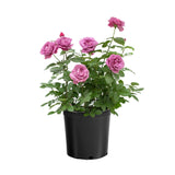 Sunbelt Plum Perfect rose with purple blooms in a pot