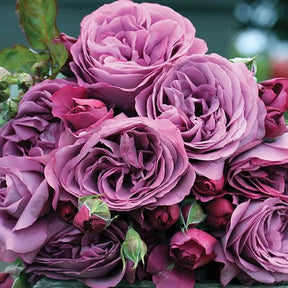 Sunbelt Plum Perfect rose with purple blooms in a pot