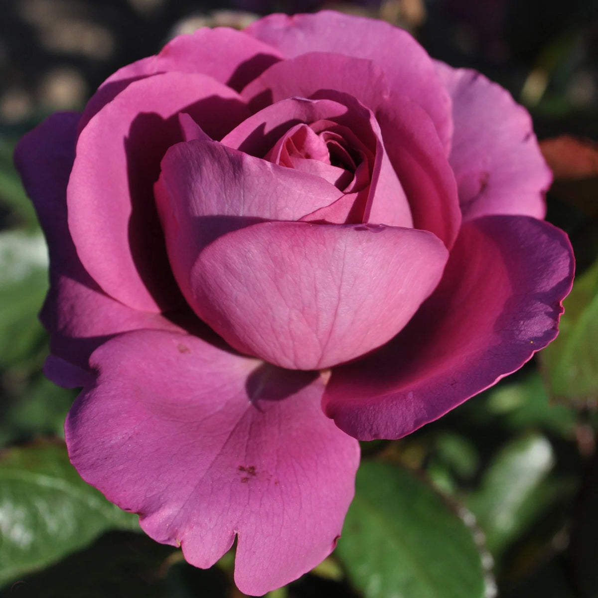 Sunbelt Plum Perfect rose with purple blooms in pot