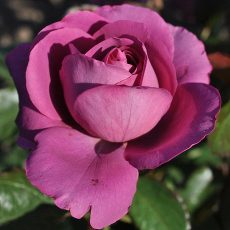 Sunbelt Plum Perfect rose with purple blooms in pot