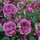 Sunbelt Plum Perfect rose with purple blooms in a pot