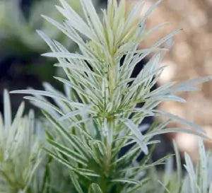 Podocarpus Roman Candle® in a nursery container