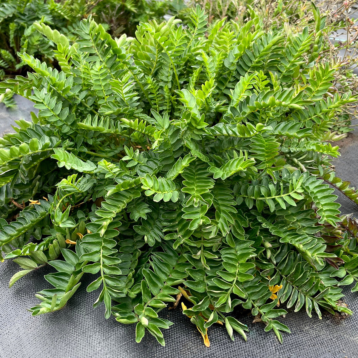 ‘Hurricane Ridge’ polemonium in a nursery pot