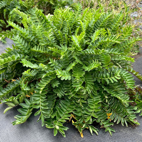 ‘Hurricane Ridge’ polemonium in a nursery pot