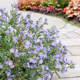 Hurricane Ridge' polemonium in a nursery pot