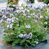 Hurricane Ridge polemonium in a nursery pot
