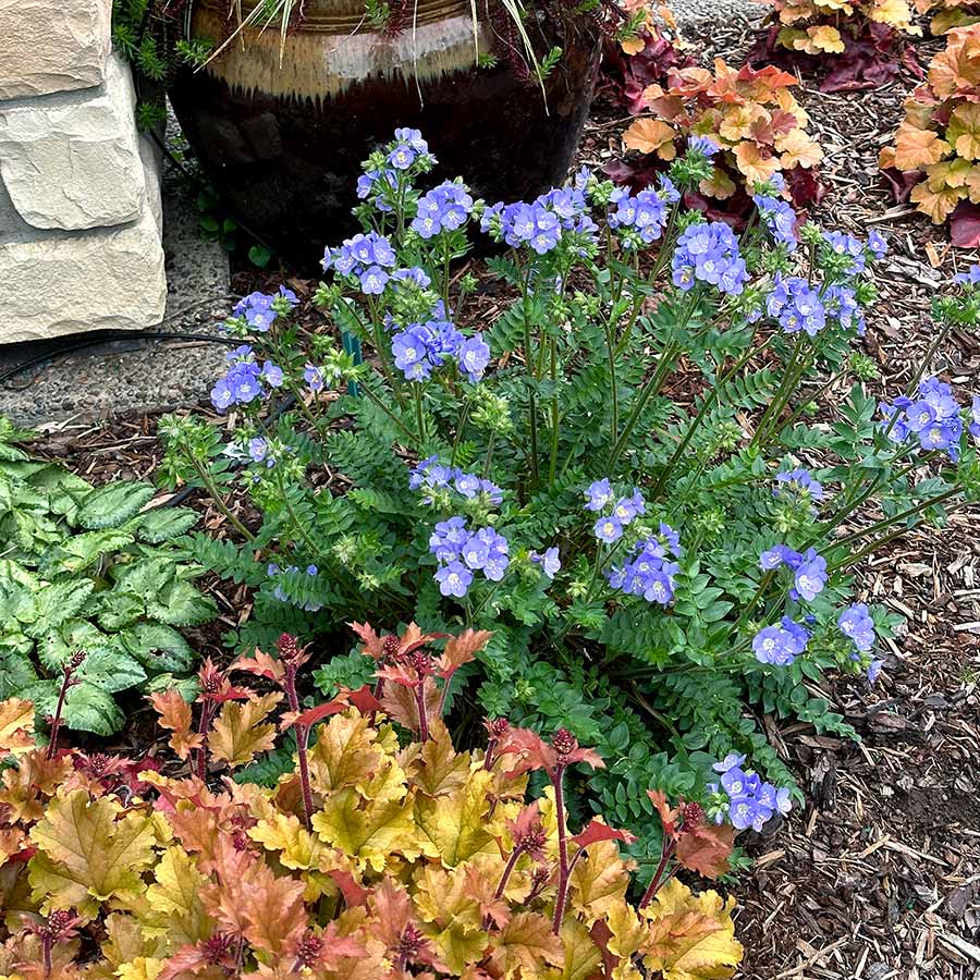 ‘Hurricane Ridge’ polemonium in a nursery pot