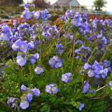 Hurricane Ridge' polemonium in a nursery pot