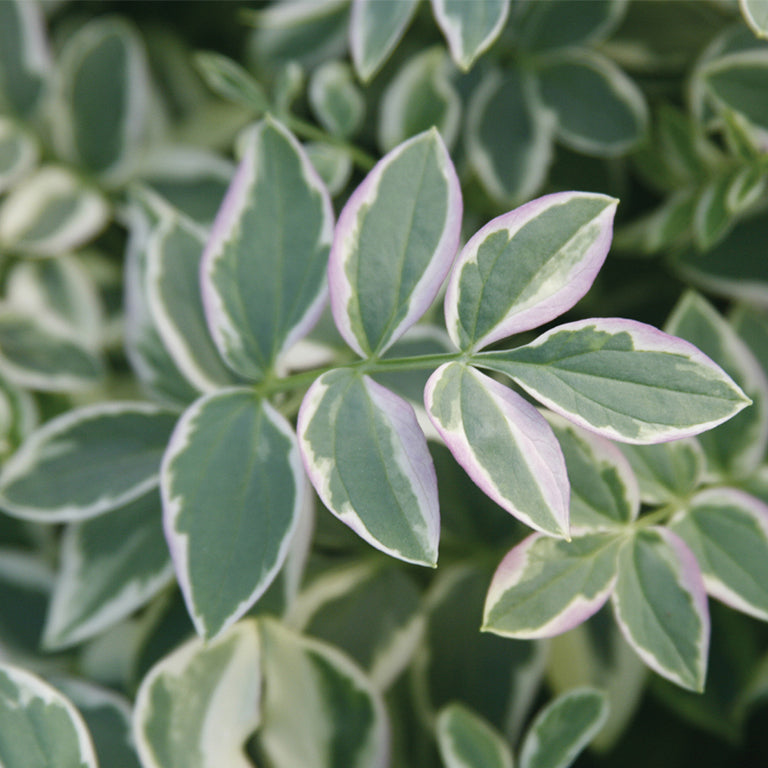 Polemonium Stairway to Heaven in a nursery pot