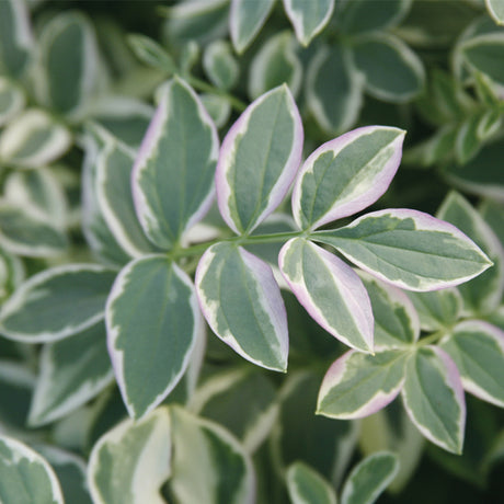 Polemonium Stairway to Heaven in a nursery pot