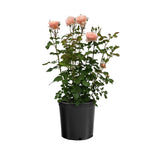 Princesse Charlene de Monaco rose in a nursery pot