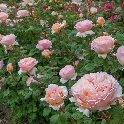Princesse Charlene de Monaco® rose in a garden pot