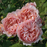 Princesse Charlene de Monaco rose with pink blooms in a pot