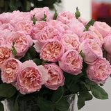 Princesse Charlene de Monaco rose with pale pink blooms in pot