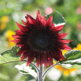 ProCut® Red Sunflower Seeds