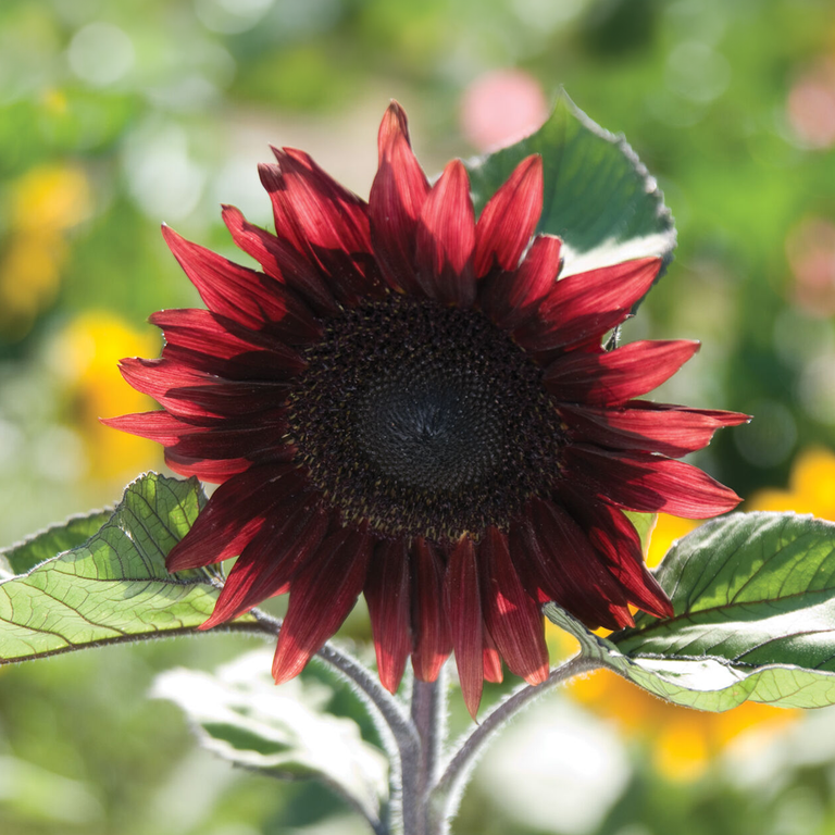 planting red sunflower seeds ProCut® Red Sunflower Seeds