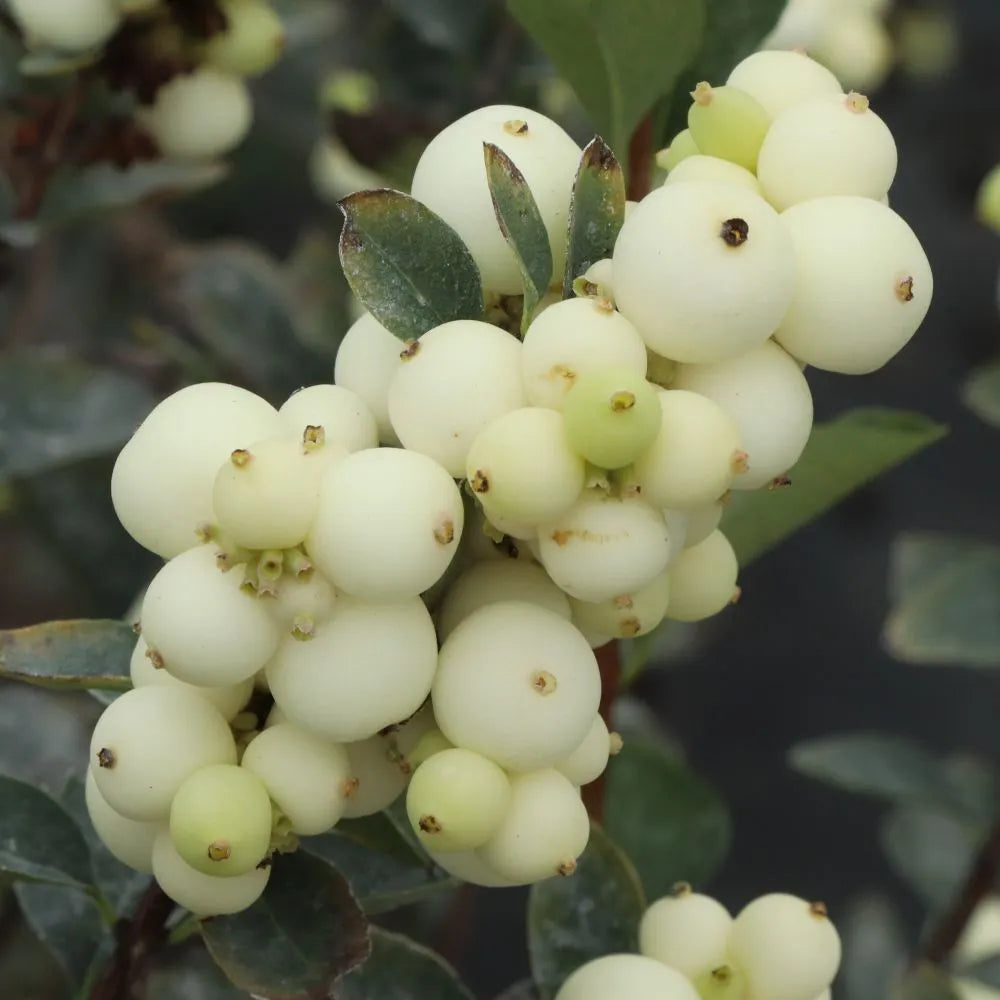 Proud Berry Pearl plant in a pot with glossy green leaves